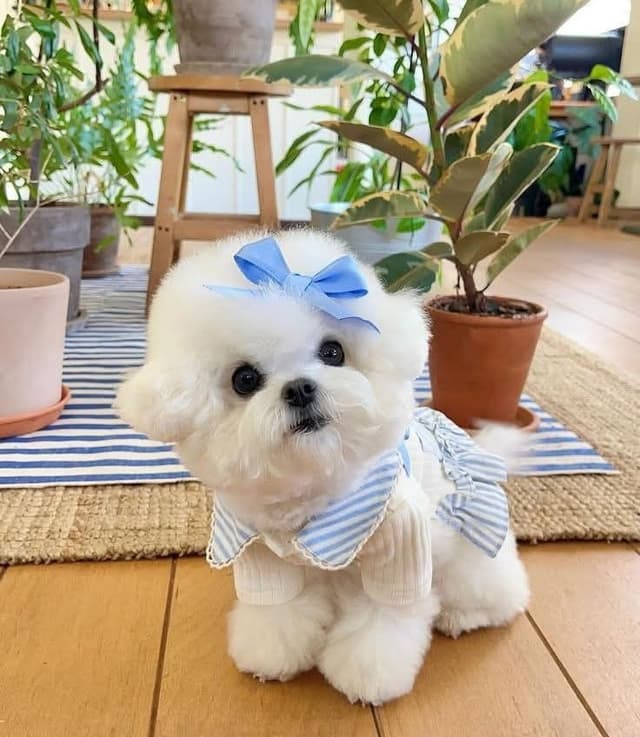 Essential Guide to Maltipoo Puppies: Traits, Care, and Ownership Tips